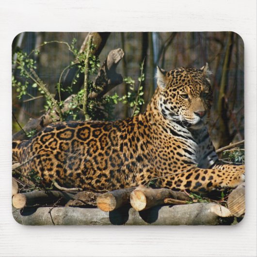 Panthera Jaguar Muismat (Voorkant)