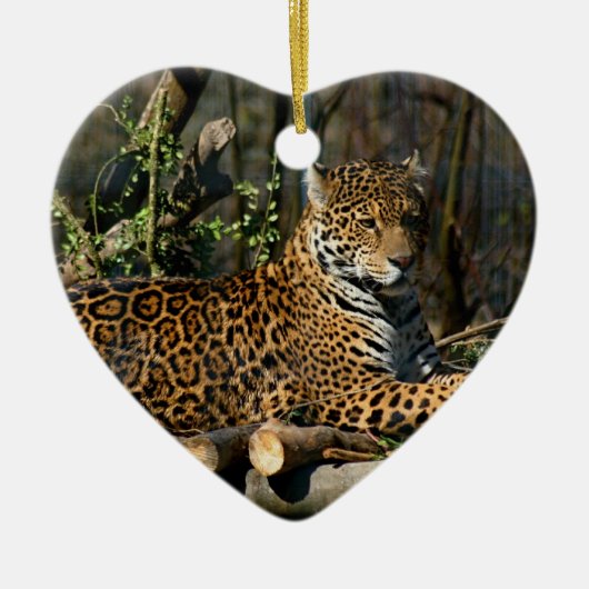 Panthera Jaguar Ornament (Voorkant)