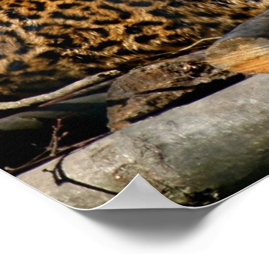 Panthera Jaguar Poster (Hoek)