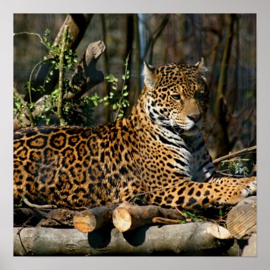 Panthera Jaguar Poster (Voorkant)