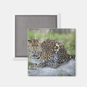 Panthera pardus orientalis magneet (Voorkant / Achterkant)