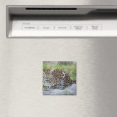 Panthera pardus orientalis magneet (Insitu (Vaatwasser))