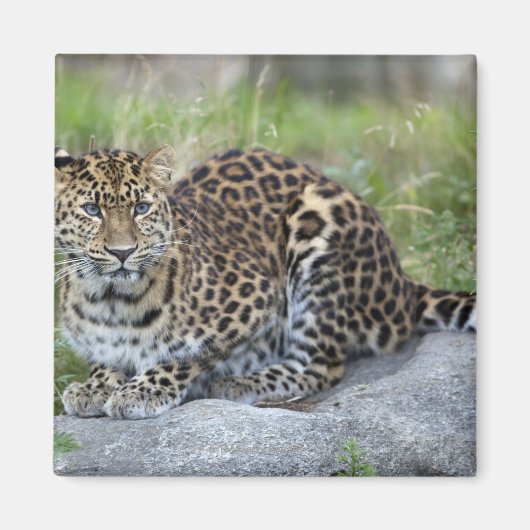 Panthera pardus orientalis magneet (Voorkant)
