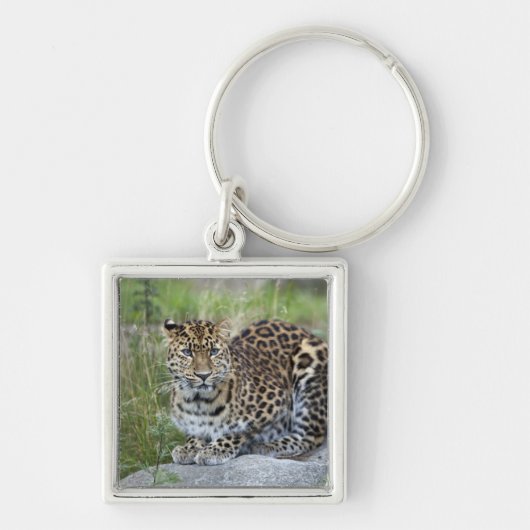 Panthera pardus orientalis sleutelhanger (Voorkant)