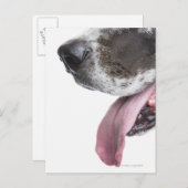 Panting Harlequin Great Dane Briefkaart (Voorkant / Achterkant)