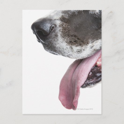 Panting Harlequin Great Dane Briefkaart (Voorkant)