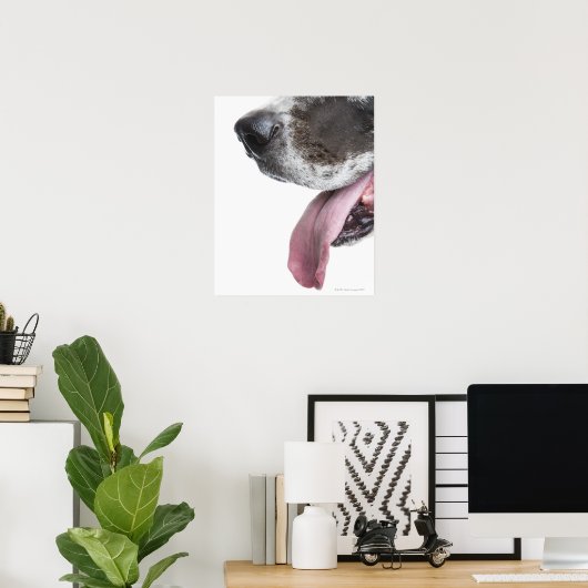 Panting Harlequin Great Dane Poster (Thuiskantoor)