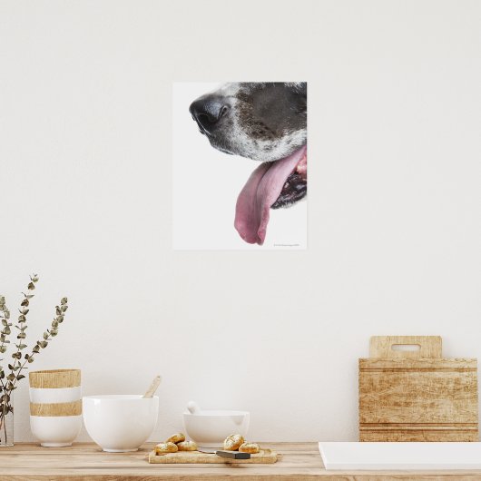 Panting Harlequin Great Dane Poster (Keuken)