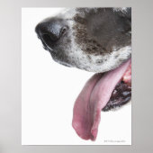 Panting Harlequin Great Dane Poster (Voorkant)