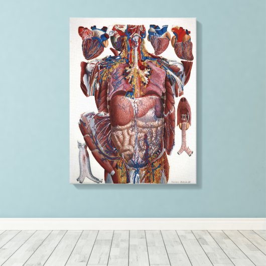 Paolo Mascagni Illustratie van het menselijk visum Canvas Afdruk (Insitu (Houten vloer))
