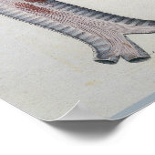 Paolo Mascagni Illustratie van het menselijk visum Poster (Hoek)