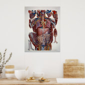 Paolo Mascagni Illustratie van het menselijk visum Poster (Keuken)