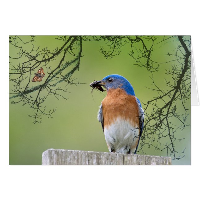 Papa Bluebird (Voorkant Horizontaal)