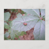 Papa Long Legs Briefkaart (Voorkant)