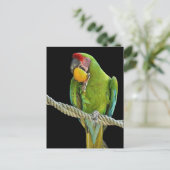Papagei - Postkarten Briefkaart (Staand voorkant)