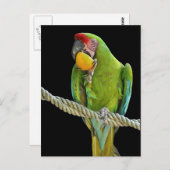 Papagei - Postkarten Briefkaart (Voorkant / Achterkant)