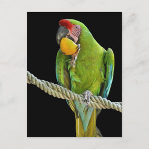 Papagei - Postkarten Briefkaart