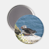 Papageientaucher Magneet (Voorkant / Achterkant)