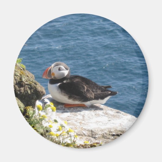 Papageientaucher Magneet (Voorkant)