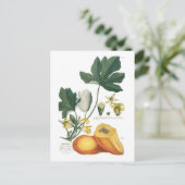 Papaja Briefkaart (Staand voorkant)