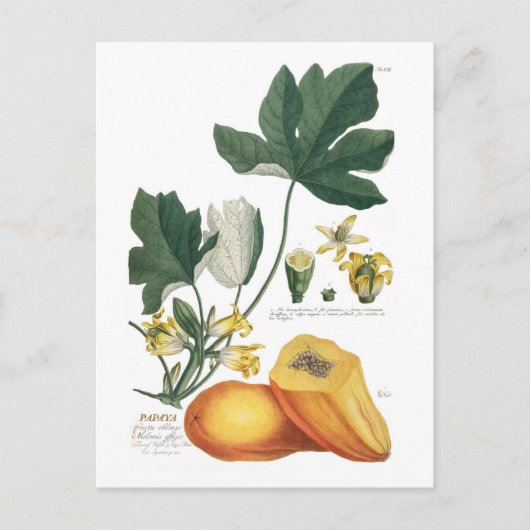 Papaja Briefkaart (Voorkant)