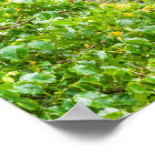 Papapaitai waterval in Oerwoud Poster (Hoek)