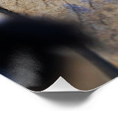 Paparazzi bij Fubby op rooster. Perfect Poster (Hoek)