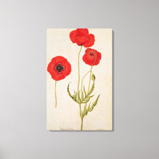 Papavar rhoeas, c.1568 canvas afdruk (Voorkant)
