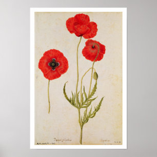 Papavar rhoeas, c.1568 poster