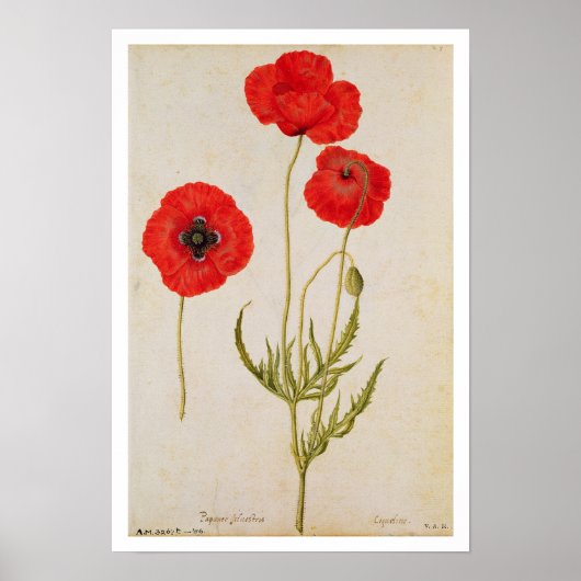 Papavar rhoeas, c.1568 poster (Voorkant)