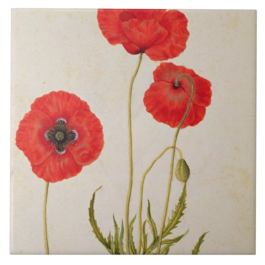 Papavar rhoeas, c.1568 tegeltje (Voorkant)