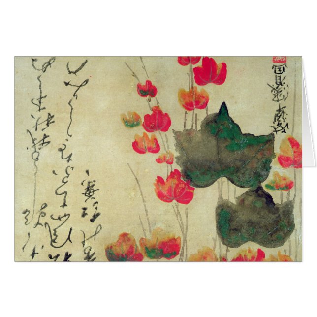 papaver (Voorkant Horizontaal)