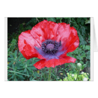 Papaver
