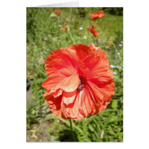 papaver