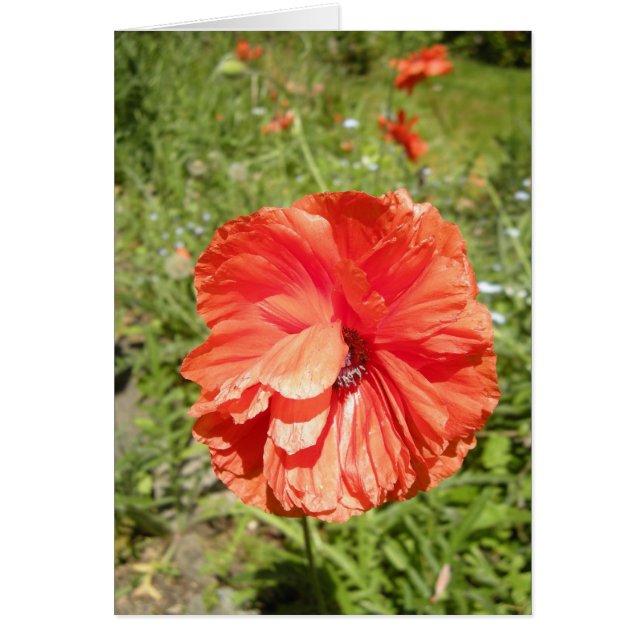 papaver (Voorkant)