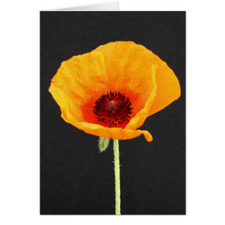 Papaver