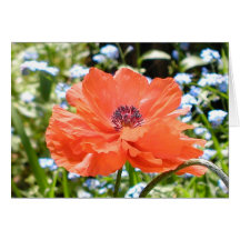 Papaver