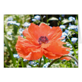 Papaver