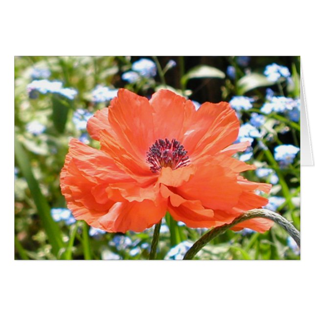 Papaver (Voorkant Horizontaal)