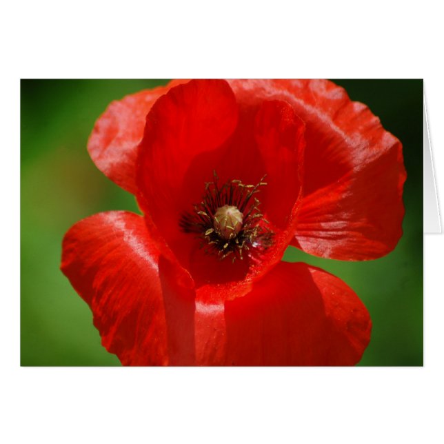 Papaver (Voorkant Horizontaal)