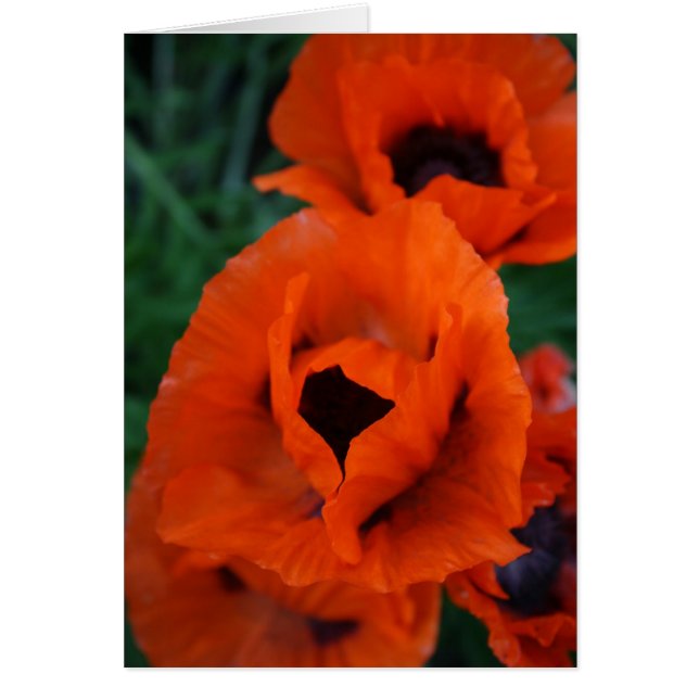 papaver (Voorkant)