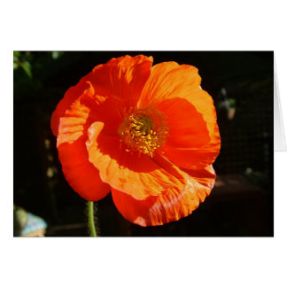 papaver