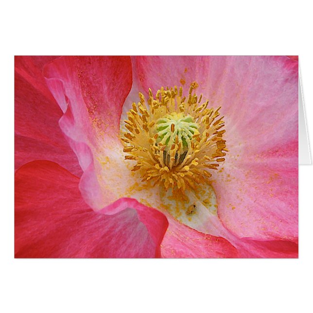 Papaver (Voorkant Horizontaal)