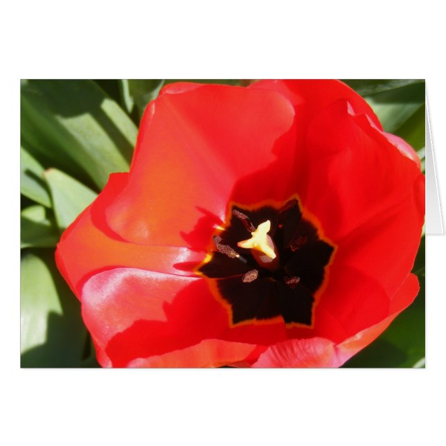 Papaver (Voorkant Horizontaal)