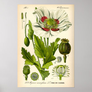 Papaver Botanische illustratie Poster