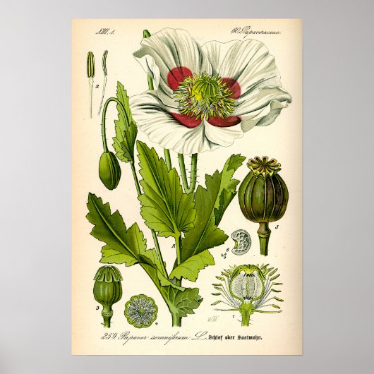 Papaver Botanische illustratie Poster (Voorkant)