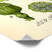 Papaver Botanische illustratie Poster (Hoek)