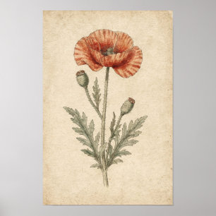 Papaver botanische studie op ivoor poster