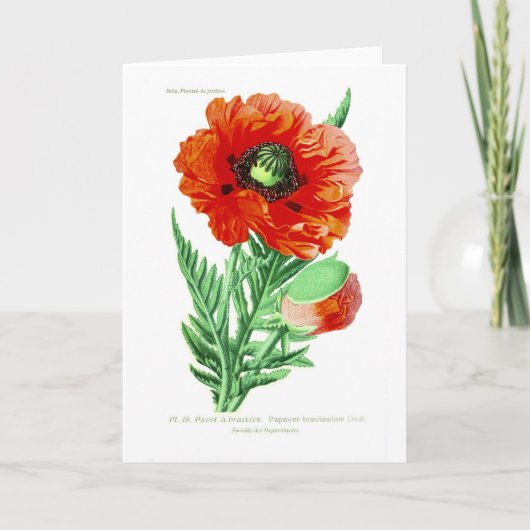 Papaver bracteatum kaart (Voorkant)