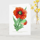 Papaver bracteatum kaart (Gele Bloem)